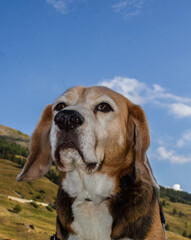 L'eleganza del cane di razza