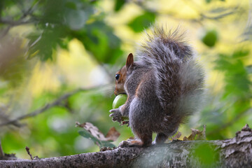 Squirrel with apple