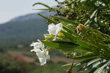 Particolari della flora di Sardegna