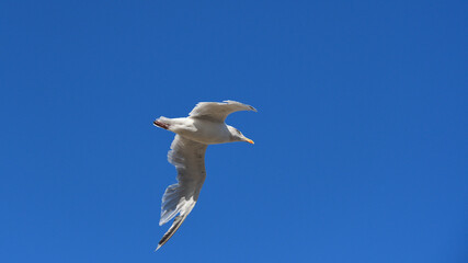 Gull in flight