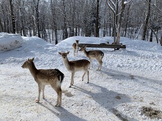 Beautiful deers and reindeers with big woods in an animals park, Omega Parc, in Quebec, Montebello, Canada.
