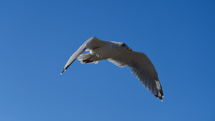 Gull in flights