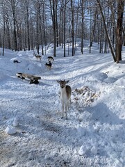 Beautiful deers and reindeers with big woods in an animals park, Omega Parc, in Quebec, Montebello, Canada.