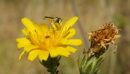 Hoverfly insect on yellow hieracium flower in the meadow, closeup