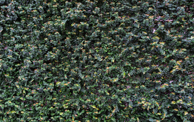 beautiful dark green plant wall. nackground concept