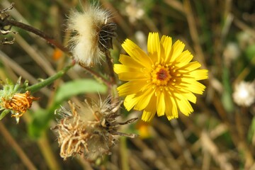 Yellow hieracium flower in the meadow, closeup