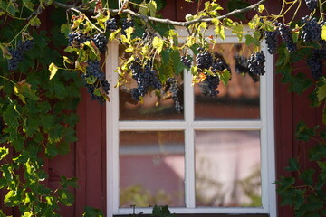 Fototapeta na wymiar window with grapes