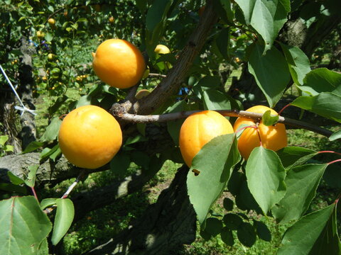 杏の実。apricot。長野県千曲市あんずの里。