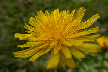 Dandelion