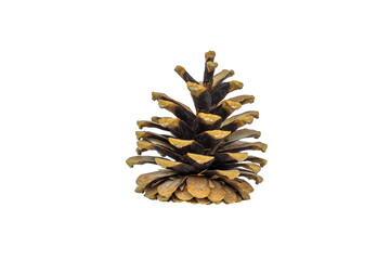 The pine cone is isolated on a white background, the view from the side.
