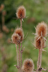 Closeup of thistle withered. Photography of a plant.