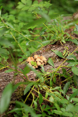 Beautiful mushrooms growing on a tree in the forest. Forest, plants, grass.