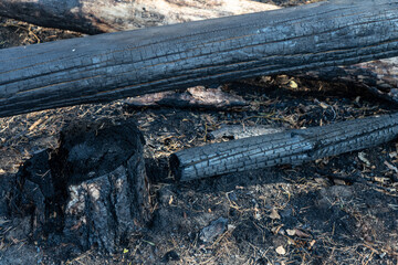 Fototapeta na wymiar Zerstörter Wald nach einem Waldbrand