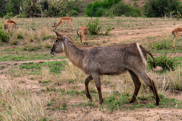Cobe à croissant , Waterbuck,  Kobus ellipsiprymnus, Parc national du Pilanesberg, Afrique du Sud