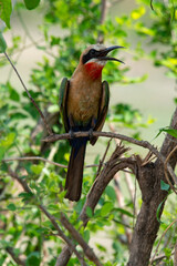 Guêpier à front blanc,.Merops bullockoides, White fronted Bee eater