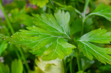 Parsley. Petroselinum. parsley leaves. Green leaves.