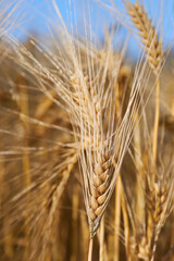 ear of wheat on blue sky