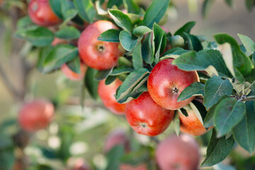Red apples on a tree. Apple orchard.