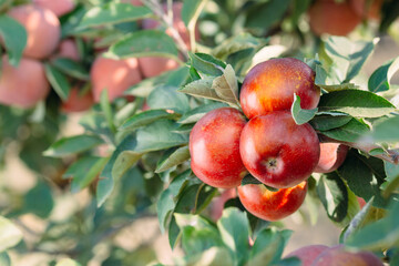 Red apples on a tree. Apple orchard.