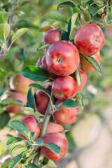 Red apples on a tree. Apple orchard.