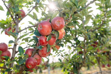 Red apples on a tree. Apple orchard.