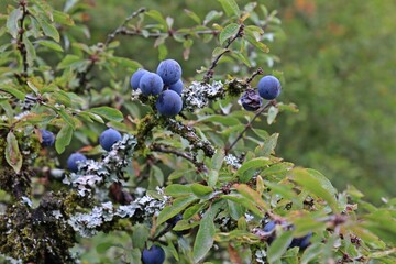 Schlehdorn (Prunus spinosa) mit Früchten, Moos und Flechten