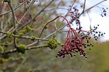 Schwarzer Holunder (Sambucus nigra) mit Beeren und Moos