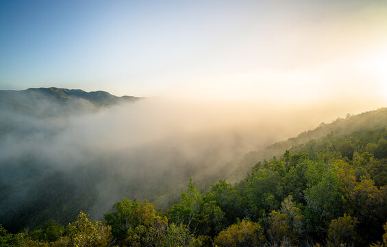 Low Clouds In Garajonay National Park, La Gomera