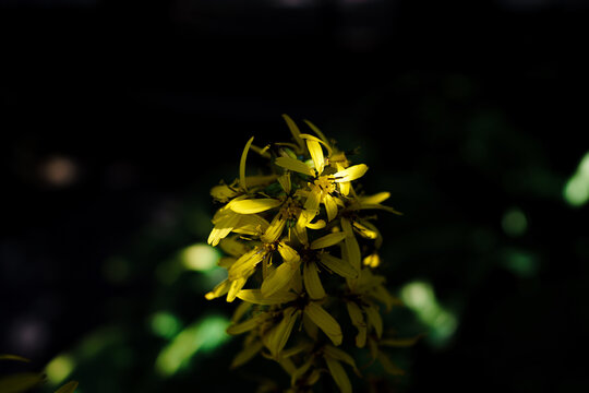 Closeup of yellow roldana flowers in a field under the sunlight