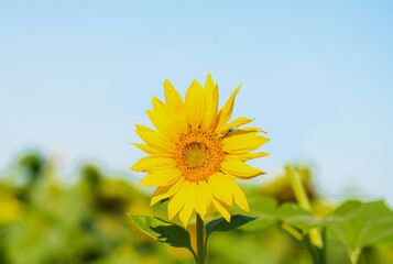 Fototapeta premium Sunflower flower on a blurred background.