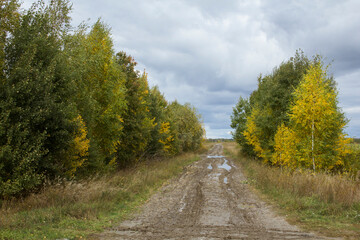 September in Siberia - yellow foliage, endless fields and meadows under a cloudy sky. dirt road between yellowed autumn trees