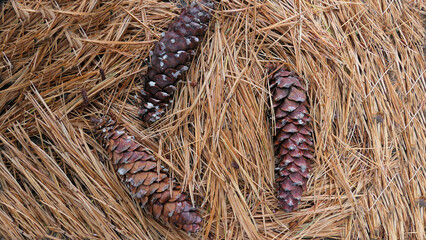 background texture pine cone  and pine needles 