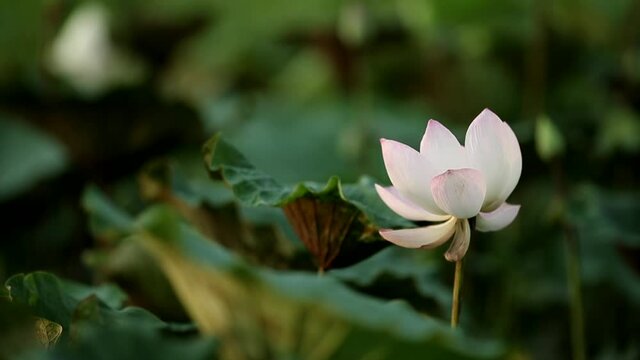 Landscape Lotus 1080hd, Lotus in garden