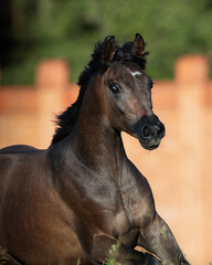 Portrait of a young chestnut arabian horse in motion closeup