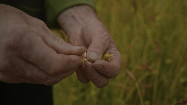 Close-up: Wheat grain in the hands of an elderly male farmer after a good harvest. The old man's hands clean and grind the wheat grain in the field. Heavy agricultural manual labor. Slow motion, 4K