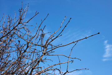 Sambucus nigra 