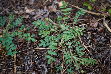 Sanguisorba minor