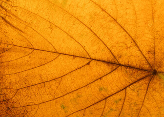 Naklejka na ściany i meble Yellow-brown textured surface of a tree leaf. Macro. Close-up.