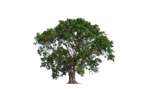 Large Bothi tree or Pipal tree on isolated white background