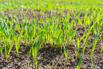 Vibrant green grass close up. Selective focus. High quality photo