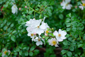 Tender white dog rose flower on green background in the garden. Botanical photography for illustration of Rose