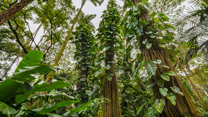 Fototapeta premium Beautiful tropical park. Hawaii island 