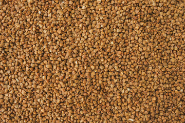 Top view of fresh buckwheat for background.