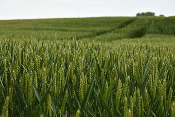 Vivid green wheat field on a hill, Isle of Wight