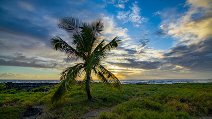 Amazing sunset and palms. Beautiful nature of Hawaii. USA