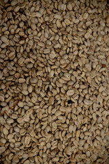 Close up of drying coffee bean