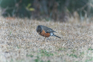 American Robin