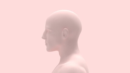 3D rendering of a human person body anatomy skin colore isolated