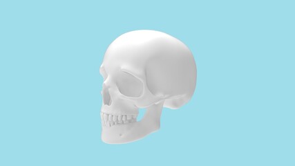 3D rendering of a human skull head bone person isolated