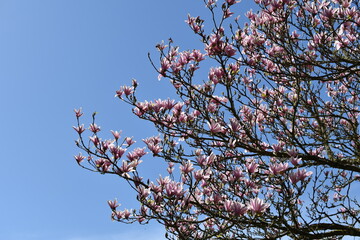 Pink blossom tree with clear blue sky background